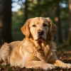 Top Tips for Caring for Your Pets and Ensuring Their Happiness